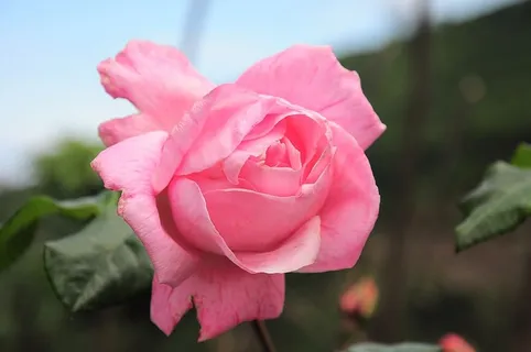 玫瑰,玫瑰图片,玫瑰图片,玫瑰壁纸,粉红玫瑰,粉红玫瑰,花朵,红木 玫瑰,玫瑰图片,玫瑰图片,玫瑰壁纸,粉红玫瑰,粉红玫瑰,花朵,红木
