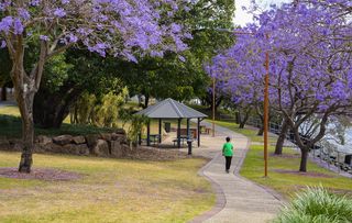 布里斯班, 澳大利亚, ​​树, 蓝花楹, 滑板车, 公园, 紫色, 植物