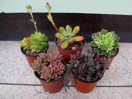 盆栽植物,迷你盆栽,肉质植物,植物,花,没有人,叶子,室内 盆栽植物,迷你盆栽,肉质植物,植物,花,没有人,叶子,室内
