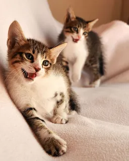 沙发上的小猫,小猫,高兴,两只,家猫,家猫,宠物,猫 沙发上的小猫,小猫,高兴,两只,家猫,家猫,宠物,猫