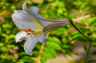 白色，帝王，百合花宏观摄影，大卫百合，大卫百合，植物，百合，百合科