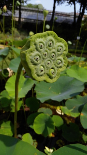 花卉，植物园，布达佩斯，荷花荚，自然，绿色，植物，生长