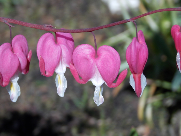 《流血的心》，lamprocapnos spectabilis，双色调心花，herzerlstock，花朵，花朵，花朵，花朵，钟形