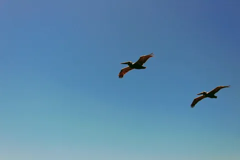 天空、蓝色、颜色、自然、动物、鸟、飞行、dom 天空、蓝色、颜色、自然、动物、鸟、飞行、dom