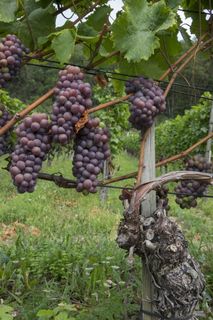 葡萄，藤蔓，水果，葡萄酒种植，葡萄藤，葡萄砧木，rebstock，食品
