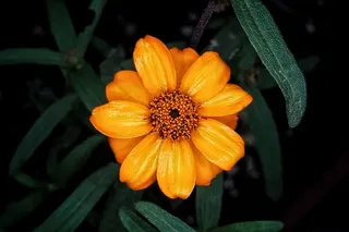 花，开花，开花，植物，开花植物，新鲜度，花头，花序