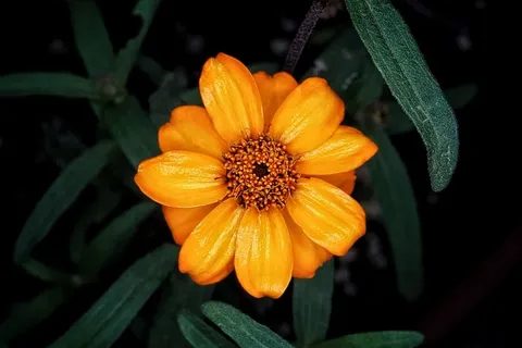 花,开花,开花,植物,开花植物,新鲜度,花头,花序 花,开花,开花,植物,开花植物,新鲜度,花头,花序