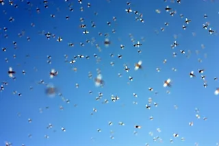 昆虫，虫子，蜂群，苍蝇，天空，苍蝇，蓝色，大自然