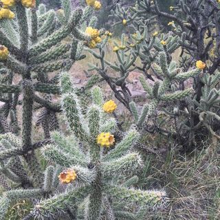 乔拉,仙人掌,新墨西哥州,沙漠,仙人掌,植物,植被,植物群 乔拉,仙人掌,新墨西哥州,沙漠,仙人掌,植物,植被,植物群