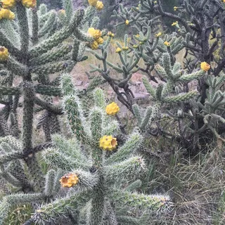 乔拉,仙人掌,新墨西哥州,沙漠,仙人掌,植物,植被,植物群 乔拉,仙人掌,新墨西哥州,沙漠,仙人掌,植物,植被,植物群