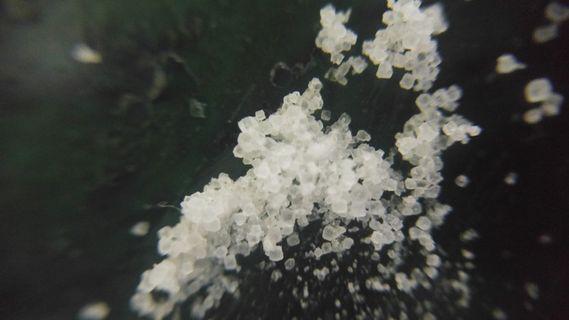 特写，自然，自然之美，植物，白色，生长，选择性聚焦，花