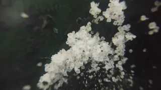 特写，自然，自然之美，植物，白色，生长，选择性聚焦，花