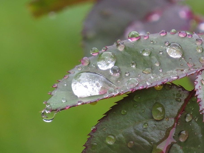 叶子，玫瑰，滴水，水，花，花，植物，花