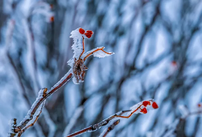 eiskristalle，霜，冷冻，冷，冰，晶体，白霜，晶体形成