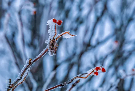 eiskristalle,霜,冷冻,冷,冰,晶体,白霜,晶体形成 eiskristalle,霜,冷冻,冷,冰,晶体,白霜,晶体形成