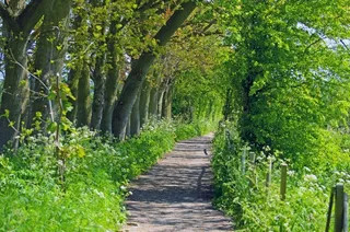 棕色、小径、环绕、树木、风景、路线、道路、自然