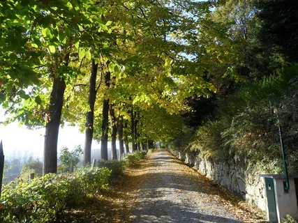 道路,上升,树木,小径,树木,植物,方向,前进的道路 道路,上升,树木,小径,树木,植物,方向,前进的道路