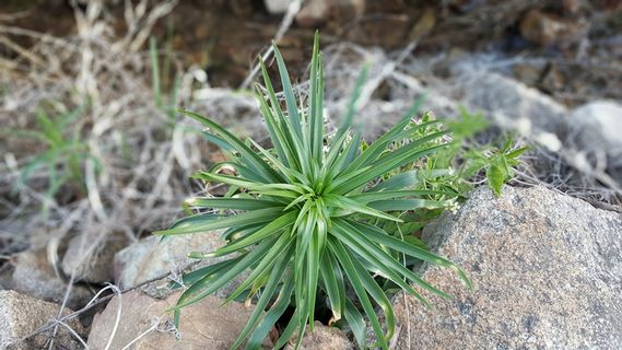 溪草, 溪, 草, 明亮, 点燃, 山, 灯火通明的山, 鞍山