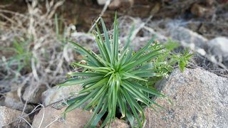 溪草, 溪, 草, 明亮, 点燃, 山, 灯火通明的山, 鞍山