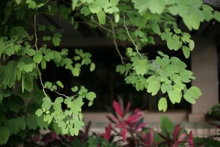 采购产品罐子，陶器，盆栽植物，植物，花瓶，叶子，花盆，草药