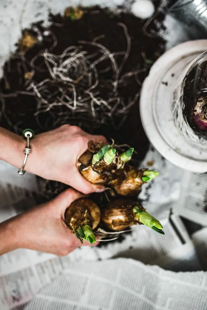一位妇女在一张铺着鹌鹑蛋的报纸桌子上种苗