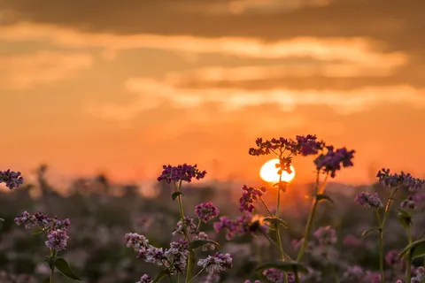 选择性,聚焦照片,紫色,花瓣状花朵,花朵,日落,太阳,自然 选择性,聚焦照片,紫色,花瓣状花朵,花朵,日落,太阳,自然