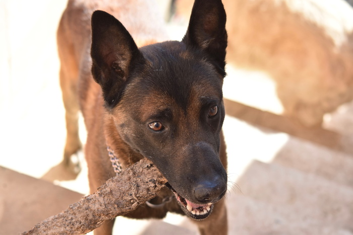 狗，chien berger米色malinois，malinois，雄性，动物，狗棕色眼睛，死狗野味木，一只动物