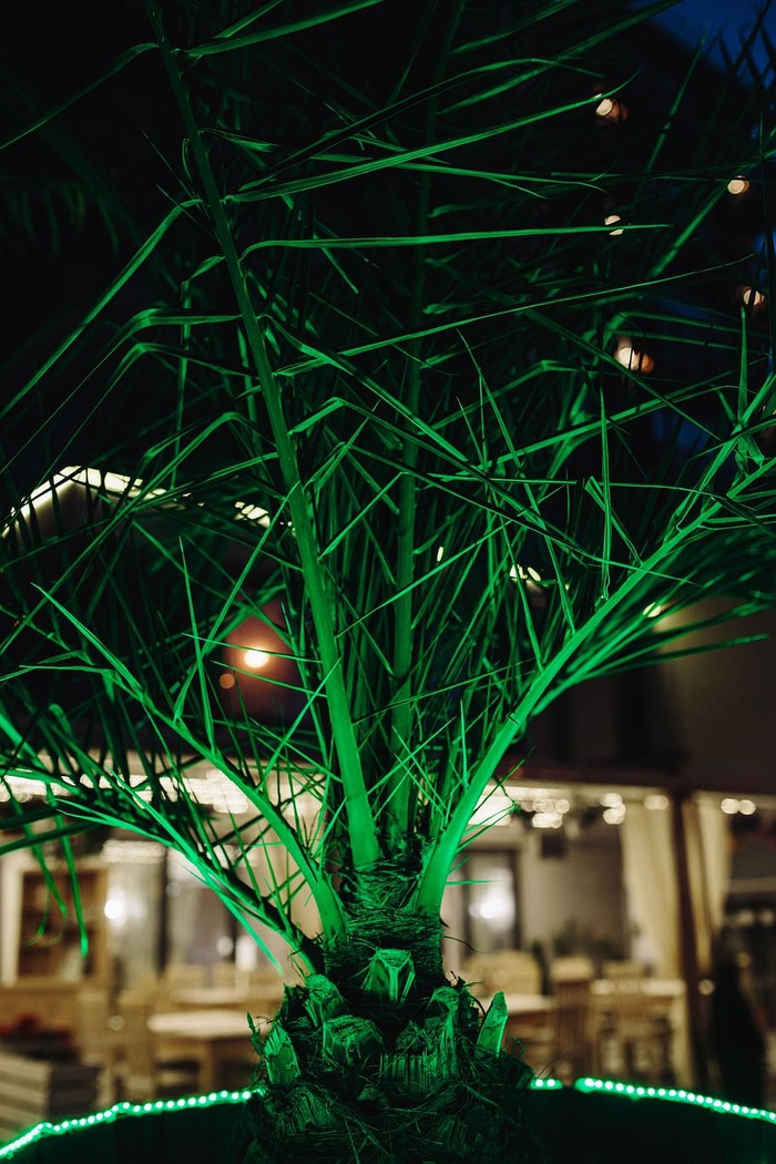 发光棕榈树
