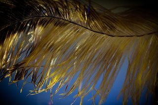 斯特劳斯春天，羽毛，轻松，斯特劳斯，亲密，鸟羽毛，春季连衣裙，羽毛