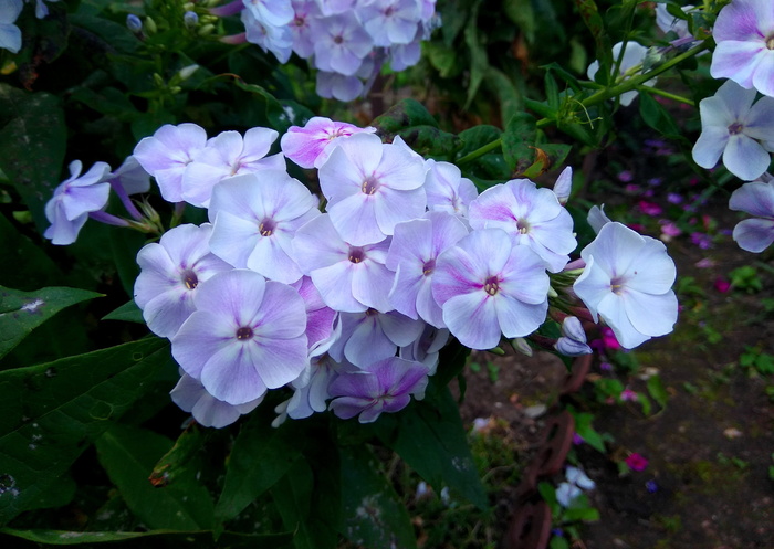 花卉，植物，植物群，福禄考，花园，开花，开花植物，花