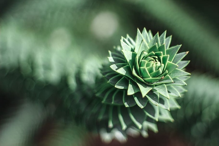 英国，里士满，丘园，花园，森林，花卉，植物，绿色
