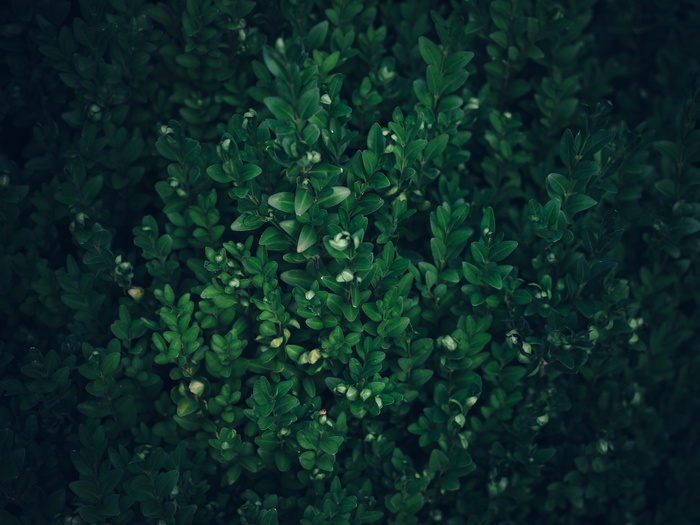 绿色，叶子，植物，深色，树，叶子，叶子，自然