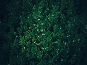 绿色，叶子，植物，深色，树，叶子，叶子，自然