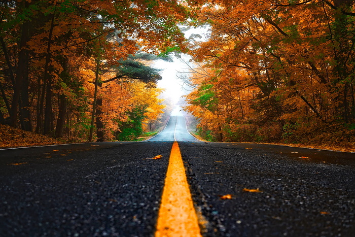 黑色、混凝土、道路、绿色、棕色、树木、秋天、秋天