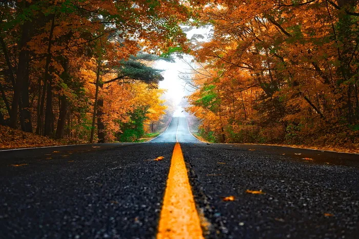 黑色、混凝土、道路、绿色、棕色、树木、秋天、秋天