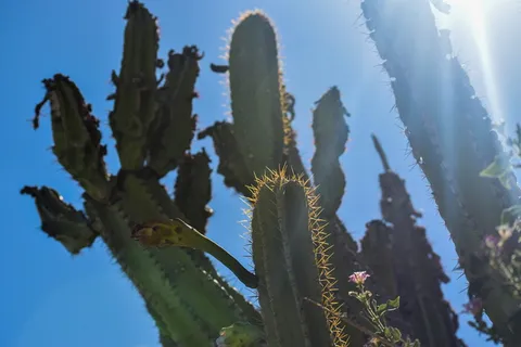 夏天,天空,沙漠,太阳,仙人掌,仙人掌,炎热,亚利桑那州 夏天,天空,沙漠,太阳,仙人掌,仙人掌,炎热,亚利桑那州