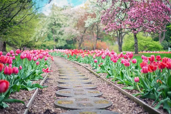 粉红色郁金香花之间的通道