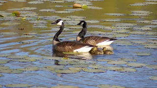 睡莲垫、绿色、加拿大鹅、湖泊、蓝色、鸟类、动物主题、水