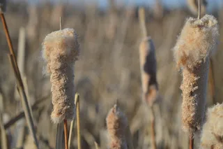 香蒲, 芦苇, 植物, 自然, 萨斯喀彻温省, 加拿大, 户外, 草原