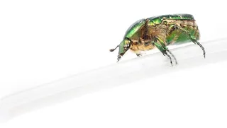 甲虫，聪明的，虫子，埋在地下的，金龟子，金龟子，密码