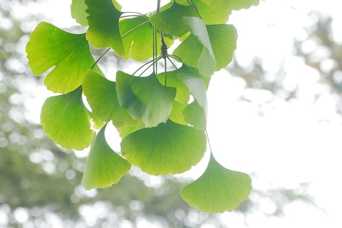 银杏树的叶子。