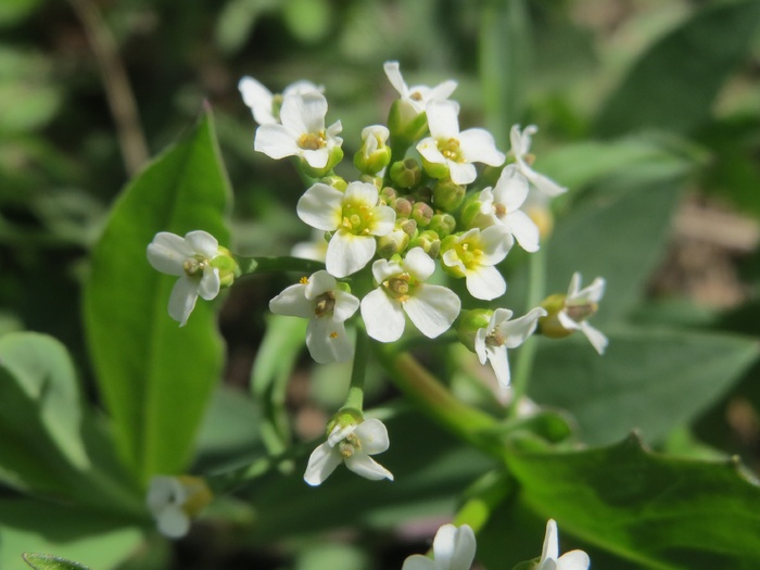 thlaspi arvense，田水芹，野花，植物，植物学，植物，宏观，开花