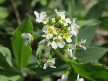 thlaspi arvense,田水芹,野花,植物,植物学,植物,宏观,开花 thlaspi arvense,田水芹,野花,植物,植物学,植物,宏观,开花