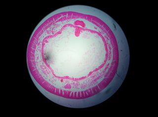 植物, 显微镜, 科学, 细胞, 发酵微生物, 好奇心, 黑色背景, 室内