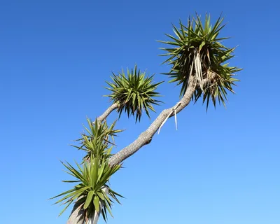 仙人掌,植物,自然,夏天,植物,棕榈树,蓝色,生长 仙人掌,植物,自然,夏天,植物,棕榈树,蓝色,生长