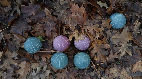 叶子，叶子，植物部分，没有人，自然，白天，干燥，土地