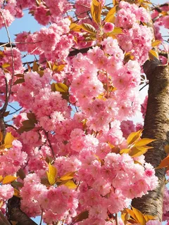 樱花,日本樱花,气味,开花,开花,日本樱花,观赏樱花,春天 樱花,日本樱花,气味,开花,开花,日本樱花,观赏樱花,春天
