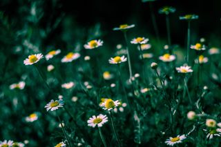 白色花瓣花朵的选择性聚焦