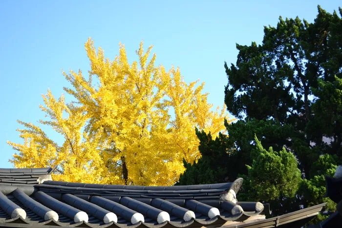河岸叶，黄色，大韩民国，damme，植物，树木，生长，自然