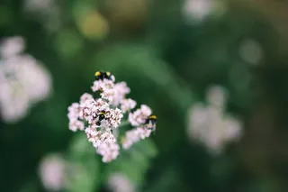 花园里的花、水果和蔬菜